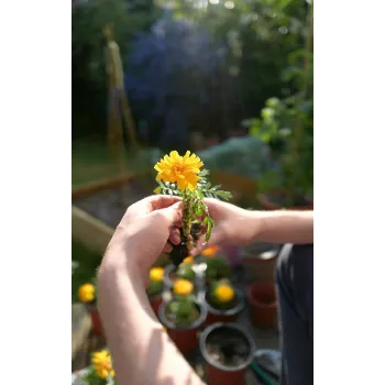 Natural Marigold Plant